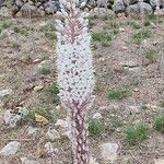 Asphodelus cerasiferus Flower