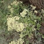 Kalanchoe densiflora Habitus