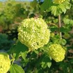 Viburnum macrocephalum Květ