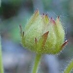 Drymocallis rupestris Fruit