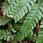 Dryopteris crassirhizoma List