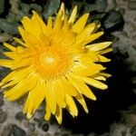 Grindelia chiloensis Květ