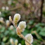 Salix atrocinerea Blüte