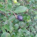 Chrysobalanus icaco Fruit