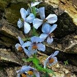 Meconopsis latifolia Flower