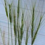 Aegilops triuncialis Other