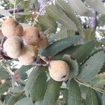 Sorbus domestica Fruit