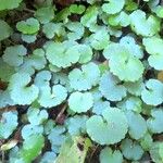 Chrysosplenium alternifolium ᱥᱟᱠᱟᱢ