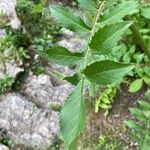 Cephalaria gigantea Leaf