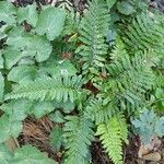 Polystichum polyblepharon Elinympäristö