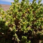 Xenophyllum pseudodigitatum Hoja
