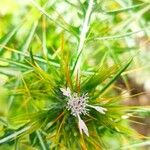 Galactites duriaei Fula