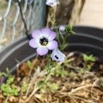 Gilia tricolor Fiore