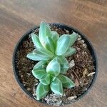 Pachyphytum compactum Liść