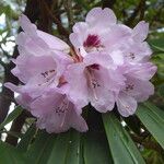 Rhododendron sutchuenense Kvet