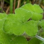 Pelargonium tomentosum Blatt