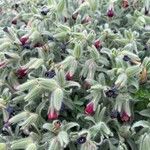 Echium angustifolium Other