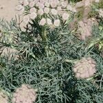 Seseli gummiferum 形態