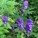 Aconitum napellusFlower