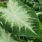 Alocasia micholitziana Φύλλο