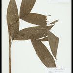 Bactris simplicifrons Folio