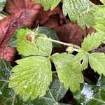 Fragaria vesca Fruchs