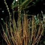 Drosera filiformis Συνήθη χαρακτηριστικά