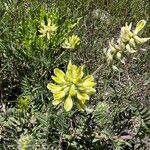 Oxytropis pilosa Květ