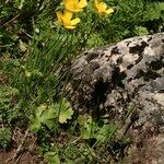 Ranunculus spicatus Celota