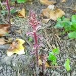 Orobanche hederae Habitat