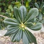 Pittosporum tobira ഇല