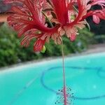 Hibiscus schizopetalus Cvet