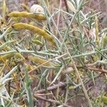Genista scorpius Fruit