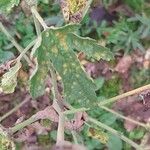 Althaea cannabina Folla