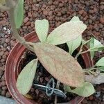 Hoya purpureofusca Leaf