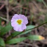 Baldellia ranunculoides Fiore