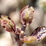 Lepidium nitidum Flower