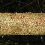 Inga huberi Bark