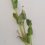 Lindernia dubia 葉
