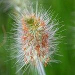 Cynosurus echinatus Flower