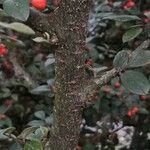 Cotoneaster sternianus Кора