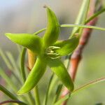 Ischnolepis graminifolia Flor