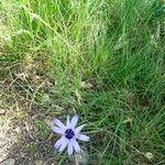 Catananche caerulea Хабит