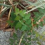 Phyllanthus tenellus Leaf