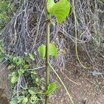 Cissus rotundifolia Hoja