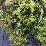 Juniperus oxycedrusList