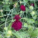 Knautia macedonica Flor