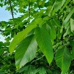 Juglans regia Fuelha