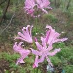 Nerine undulata Flower