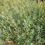 Salix purpurea Folha